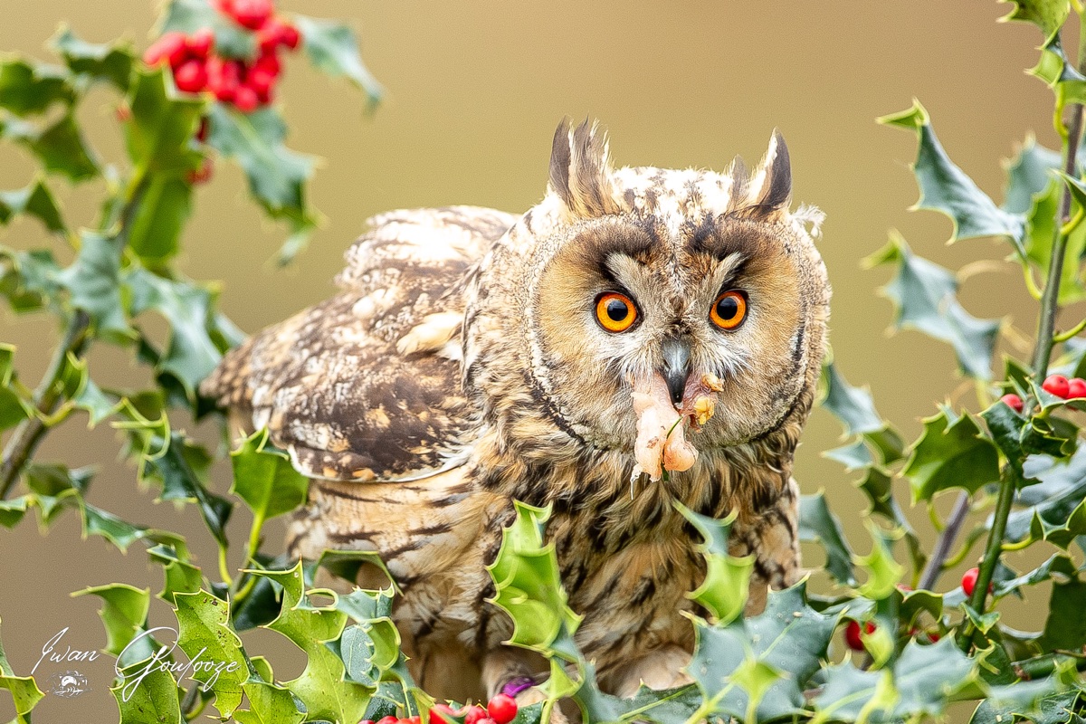 1DX45460 28 november 2021 1406 19